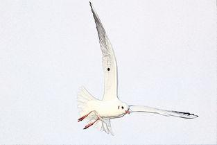 黄金时代飞鸟娱乐,飞鸟娱乐的璀璨篇章