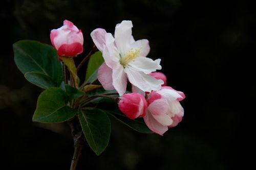 海棠资料,千年风华绽放的美丽传奇